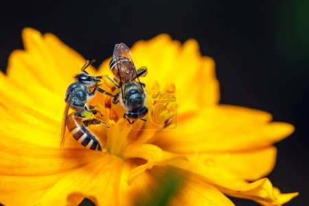 Téléchargez les photos : Image d'abeilles ou d'abeilles domestiques sur fleur jaune recueille le nectar. Abeille dorée sur pollen de fleur. - en image libre de droit