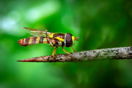 Téléchargez les photos : "Image d'Hoverfly ou de flower fly, ou syrphid fly (Syrphidae) sur les branches sur un fond naturel. Insecte. Animaux." - en image libre de droit