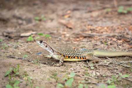 Photo for Image of Butterfly lizards or Small-scaled lizards or Ground lizards or Butterfly agamas on the ground - Royalty Free Image
