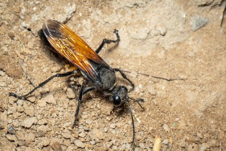 Foto de Image of sand digger wasp on the ground background., Insect. Animal. - Imagen libre de derechos