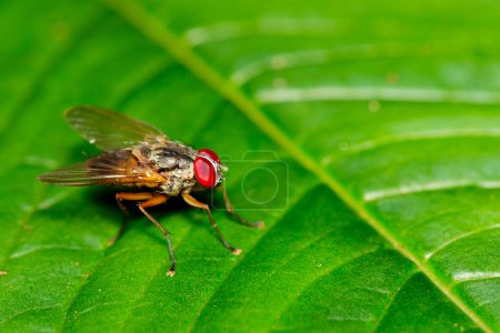 Téléchargez les photos : Image d'une mouche (Diptera) sur des feuilles vertes. Insecte. Animaux - en image libre de droit