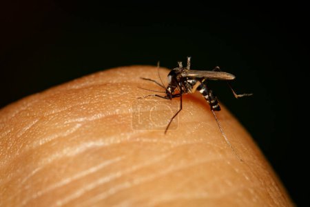 Foto de Imagen de mosquito común chupando sangre en la piel humana. Insecto,. Animales.. - Imagen libre de derechos
