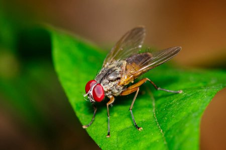 Téléchargez les photos : Image d'une mouche (Diptera) sur des feuilles vertes - en image libre de droit