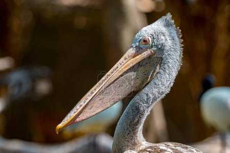 Photo for Image of Spot-billed pelican ( Pelecanus philippensis) - Royalty Free Image