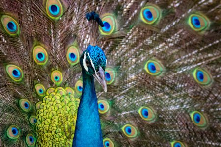 Téléchargez les photos : Oiseau de paon tropical montrant queue colorée - en image libre de droit
