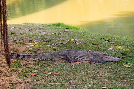 Foto de Imagen de un cocodrilo en la hierba - Imagen libre de derechos