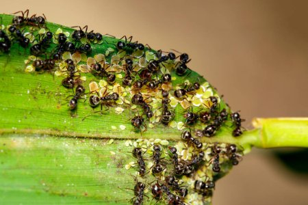 Téléchargez les photos : Image de fourmis noires mangeant des pucerons sur une feuille verte - en image libre de droit