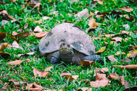 Photo for Image of a turtle on the grass. Amphibians. - Royalty Free Image