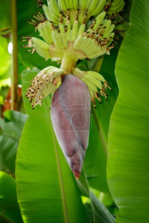 Téléchargez les photos : Fleur de bananier sur bananier dans le jardin en Thaïlande. - en image libre de droit