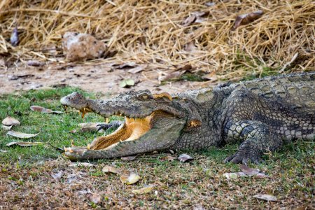 Foto de Imagen de un cocodrilo en la hierba. Animales reptiles
. - Imagen libre de derechos