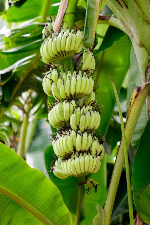Foto de Plátano crudo verde sobre plátano en jardín en Tailandia. - Imagen libre de derechos