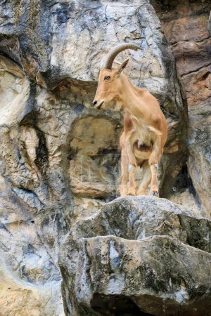 Téléchargez les photos : "Image d'un mouton barbare sur les rochers. Animaux sauvages." - en image libre de droit