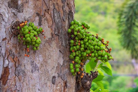 Foto de "Image of green wild fig fruit on tree. Valuable fruit in Thailand. Group green small figs. Ficus carica." - Imagen libre de derechos