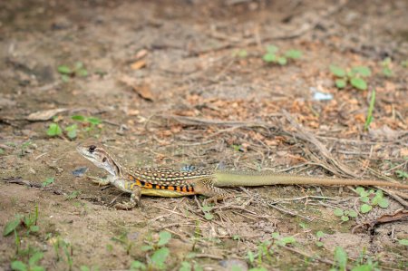 Photo for "Image of Butterfly lizards or Small-scaled lizards or Ground lizards or Butterfly agamas on the ground. Reptile. Animal" - Royalty Free Image