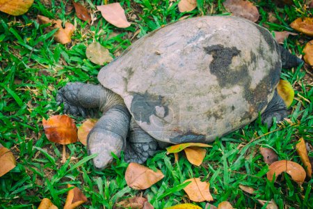 Photo for "Image of a turtle on the grass. Amphibians." - Royalty Free Image