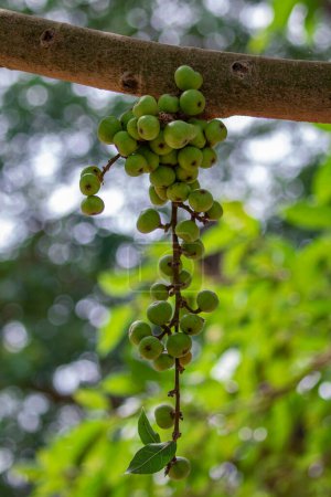 Photo for "Image of green wild fig fruit on tree. Valuable fruit in Thailand. Group green small figs. Ficus carica." - Royalty Free Image