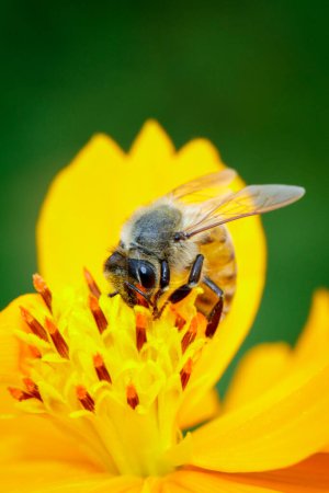 Foto de Imagen de abeja o abeja sobre flor amarilla recoge néctar. Abeja dorada sobre polen de flores. Insecto. Animales. - Imagen libre de derechos