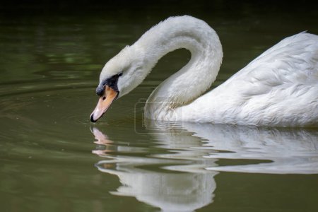 Photo for "Image of a white swan on water. Wildlife Animals." - Royalty Free Image