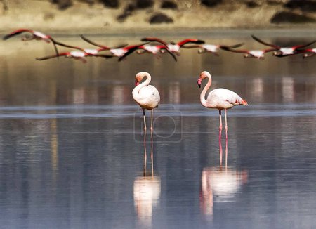 Téléchargez les photos : Chypre Images de la faune flamant rose - en image libre de droit