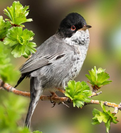 Téléchargez les photos : Vue rapprochée de l'oiseau dans l'habitat naturel - en image libre de droit