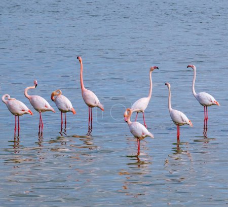 Photo for Cyprus Wildlife pictures flamingo - Royalty Free Image