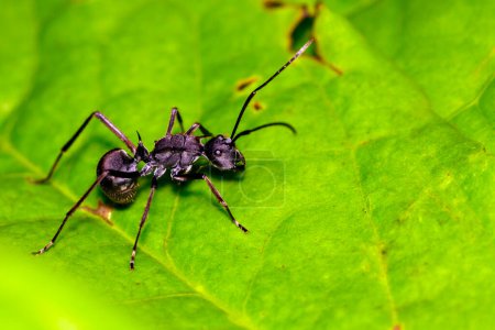 Téléchargez les photos : Image de fourmi (Polyrhachis dives) sur feuille verte - en image libre de droit