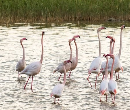 Téléchargez les photos : Chypre Images de la faune flamant rose - en image libre de droit