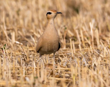 Téléchargez les photos : Chypre photos de la faune aviaire - en image libre de droit