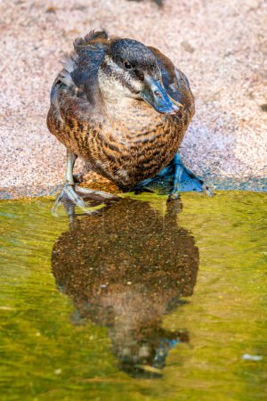 Photo for Female maccoa duck in zoo - Royalty Free Image