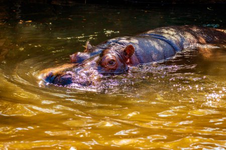 Téléchargez les photos : Gros plan d'hippopotame dans l'eau - en image libre de droit