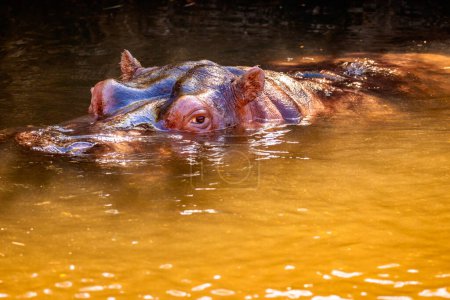 Photo for Close up of hippo in water - Royalty Free Image