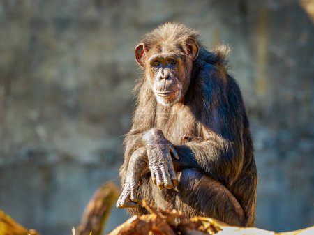 Téléchargez les photos : Vieux chimpanzé reposant dans le zoo - en image libre de droit