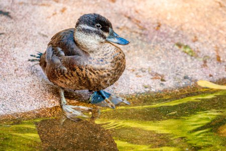 Photo for Female maccoa duck in zoo - Royalty Free Image