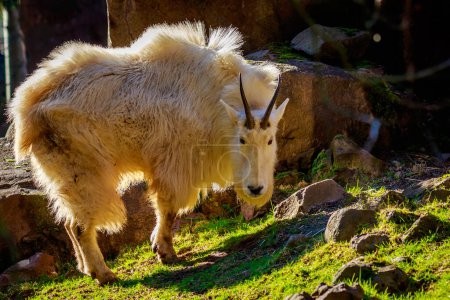 Foto de Cabra blanca de montaña rocosa - Imagen libre de derechos