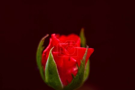 Téléchargez les photos : Belles roses rouges dans le jardin, roses pour la Saint-Valentin ou anniversaire - en image libre de droit