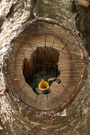 Foto de Dos pájaros pequeños en un nido dentro de un árbol - Imagen libre de derechos
