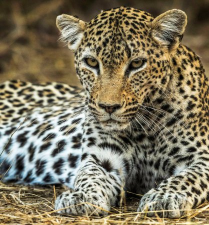 Téléchargez les photos : Belle faune dans le monde - en image libre de droit