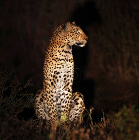 Téléchargez les photos : Belle faune dans le monde - en image libre de droit