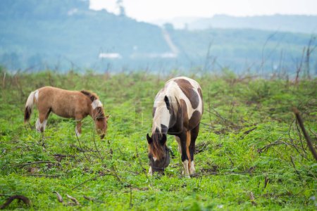 Téléchargez les photos : Horses standing on the grass field - en image libre de droit