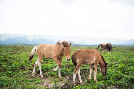 Foto de Horses standing on the grass field - Imagen libre de derechos