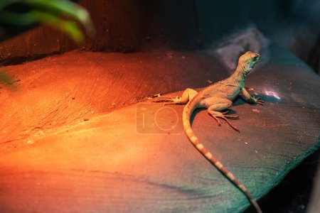 Téléchargez les photos : Magnifique lézard gecko gros plan - en image libre de droit