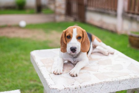 Téléchargez les photos : Mignon beagle sur table blanche - en image libre de droit