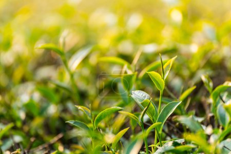 Téléchargez les photos : Thé vert et feuilles fraîches, concept de thé vert nature - en image libre de droit