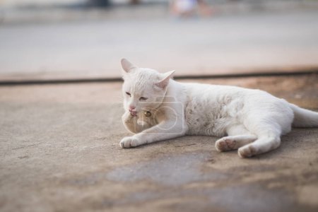 Téléchargez les photos : Mignon chat blanc couché - en image libre de droit