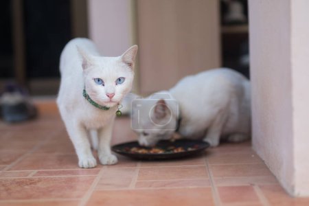 Téléchargez les photos : Mignons chats blancs mangeant - en image libre de droit