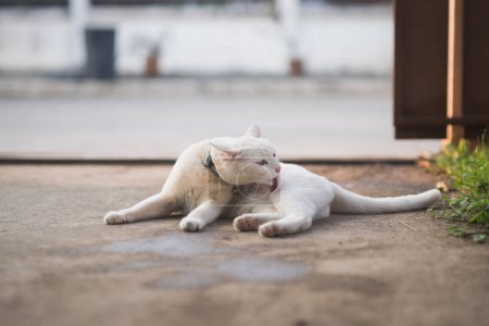 Foto de Lindo gato blanco sentado - Imagen libre de derechos