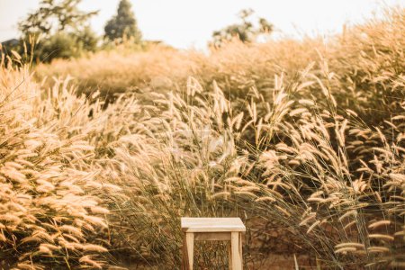 Téléchargez les photos : Chaise en bois sur champ d'herbe au coucher du soleil une soirée d'été - en image libre de droit