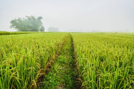 Photo for Rice field with pathway - Royalty Free Image