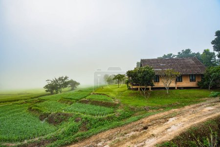 Téléchargez les photos : Station balnéaire en bois à la ferme riz le matin - en image libre de droit