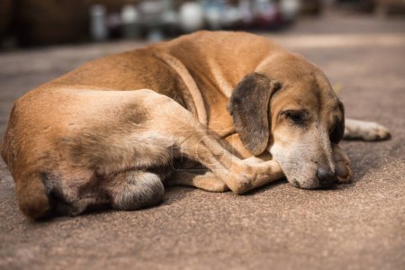 Foto de "Perro marrón abandonado sin hogar durmiendo en la calle" - Imagen libre de derechos